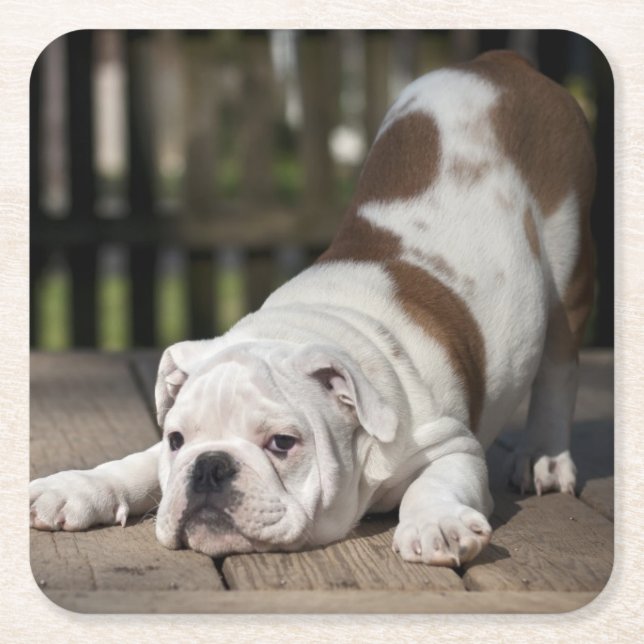 English Bulldog Puppy Square Paper Coaster (Front)