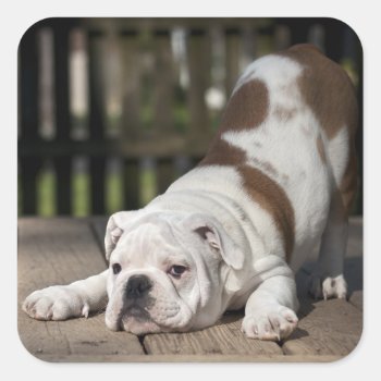 English Bulldog Puppy Square Sticker by cutestbabyanimals at Zazzle