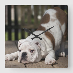 English Bulldog Puppy Square Wall Clock