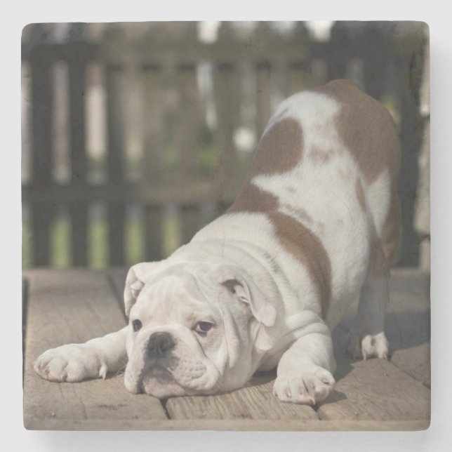 English Bulldog Puppy Stone Coaster (Front)