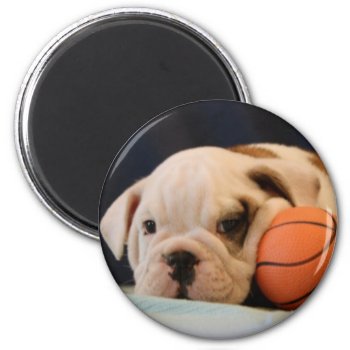 English Bulldog Puppy With Basketball Round Magnet by time2see at Zazzle