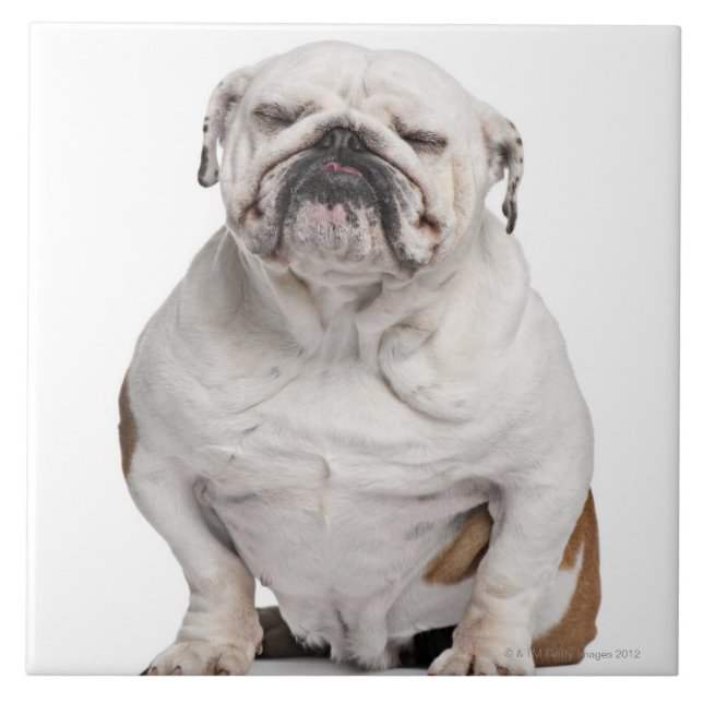 English Bulldog, sitting in front of white Ceramic Tile (Front)
