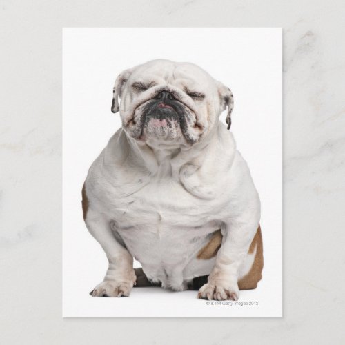 English Bulldog sitting Postcard