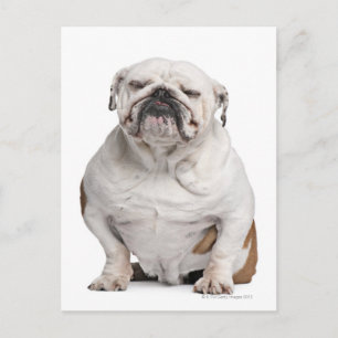 English Bulldog, sitting Postcard