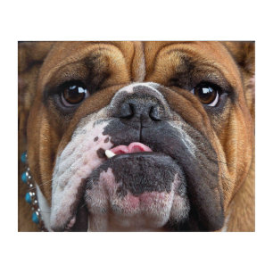 English Bulldog Throw Pillow Acrylic Print