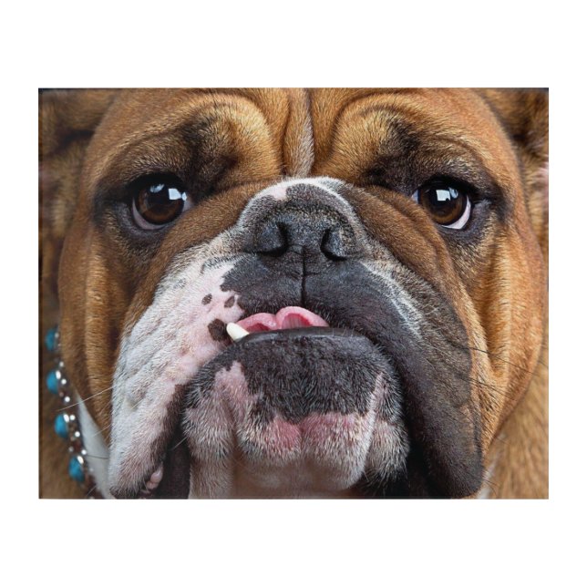 English Bulldog  Throw Pillow Acrylic Print (Front)