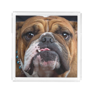 English Bulldog Throw Pillow Acrylic Tray