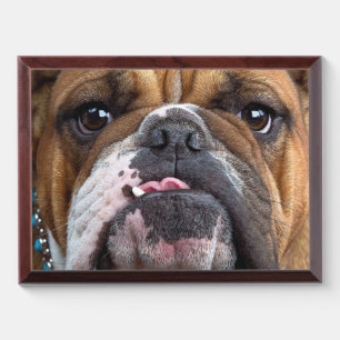 English Bulldog Throw Pillow Award Plaque