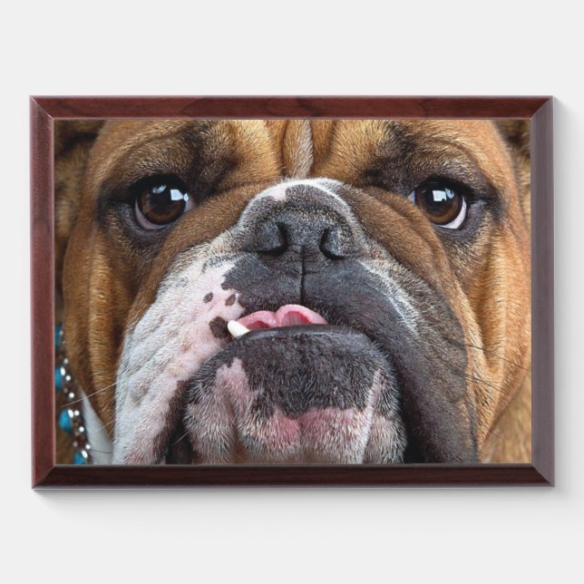 English Bulldog  Throw Pillow Award Plaque (Horizontal)