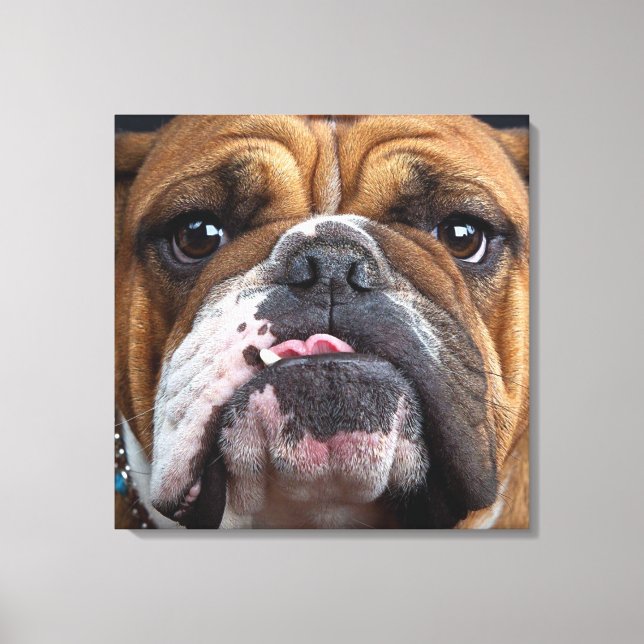 English Bulldog  Throw Pillow Canvas Print (Front)