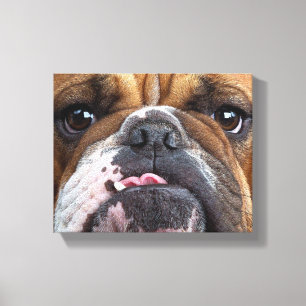 English Bulldog  Throw Pillow Canvas Print