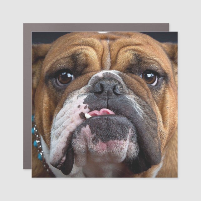 English Bulldog  Throw Pillow Car Magnet (Front)