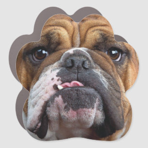 English Bulldog  Throw Pillow Car Magnet