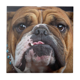 English Bulldog Throw Pillow Ceramic Tile