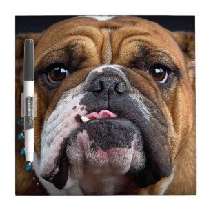 English Bulldog  Throw Pillow Dry Erase Board