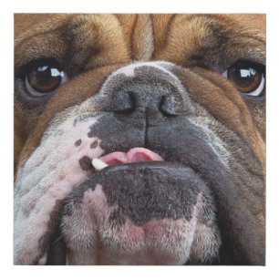 English Bulldog Throw Pillow Faux Canvas Print