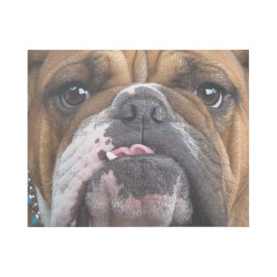 English Bulldog Throw Pillow Gallery Wrap