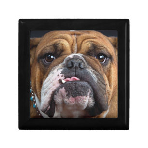 English Bulldog Throw Pillow Gift Box