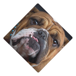English Bulldog  Throw Pillow Graduation Cap Topper