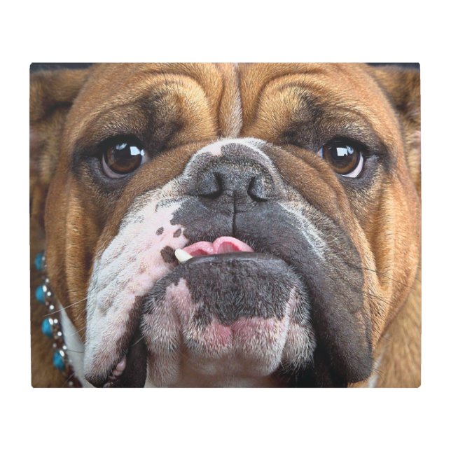 English Bulldog  Throw Pillow Metal Print (Front)