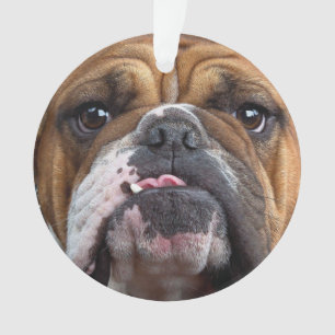 English Bulldog  Throw Pillow Ornament