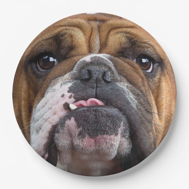 English Bulldog  Throw Pillow Paper Plates (Front)