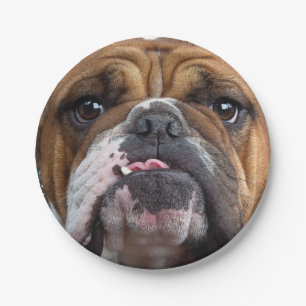 English Bulldog Throw Pillow Paper Plates