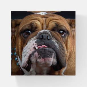 English Bulldog Throw Pillow Paperweight