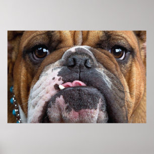 English Bulldog Throw Pillow Poster