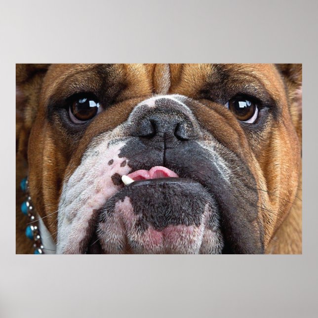 English Bulldog  Throw Pillow Poster (Front)