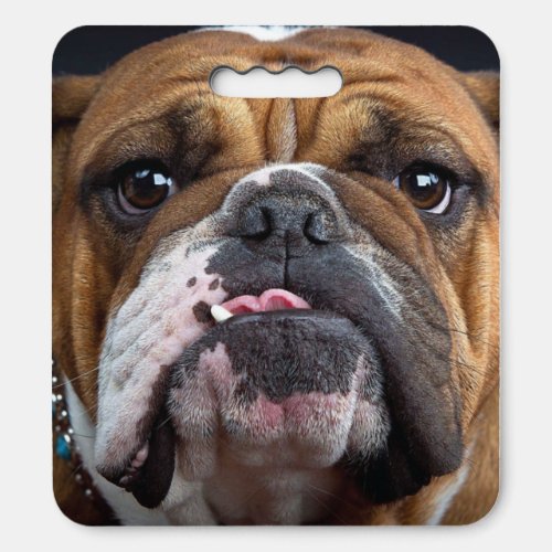 English Bulldog  Throw Pillow Seat Cushion