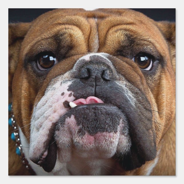 English Bulldog  Throw Pillow Sign (Front)