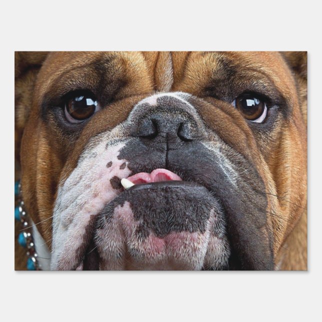 English Bulldog  Throw Pillow Sign (Front)