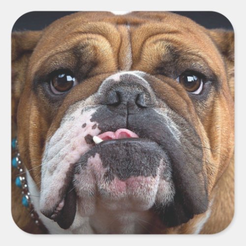 English Bulldog  Throw Pillow Square Sticker