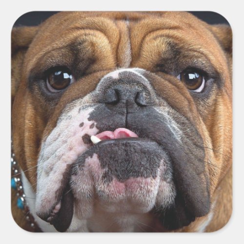 English Bulldog  Throw Pillow Square Sticker