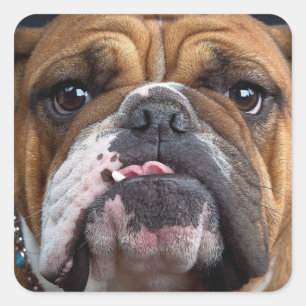 English Bulldog Throw Pillow Square Sticker