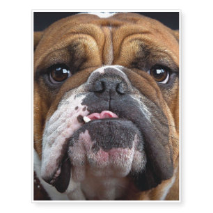 English Bulldog  Throw Pillow Temporary Tattoos