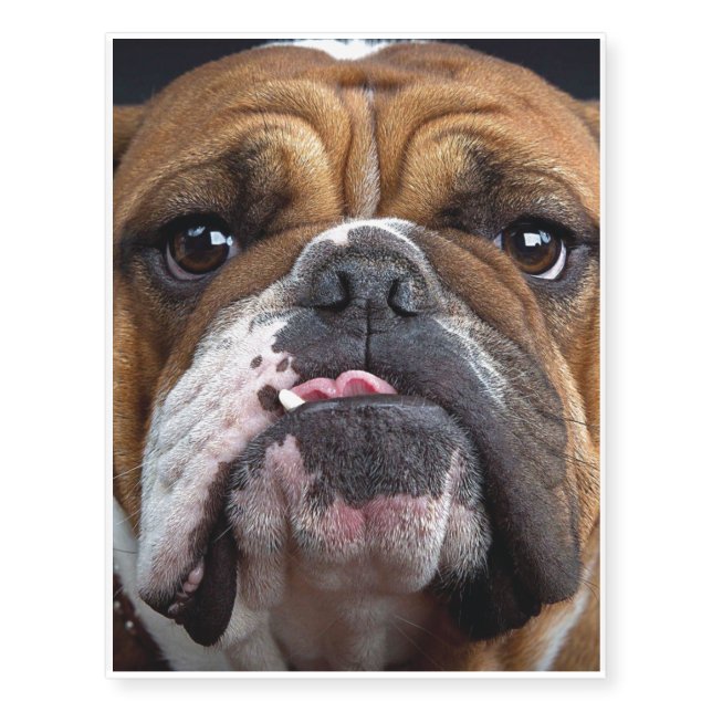 English Bulldog  Throw Pillow Temporary Tattoos (Front)