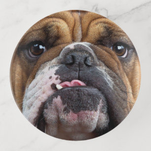 English Bulldog Throw Pillow Trinket Tray