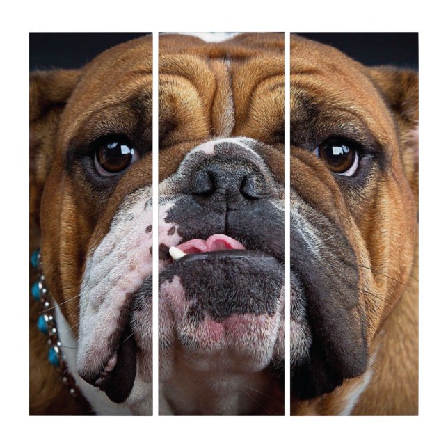 English Bulldog  Throw Pillow Triptych (Front)