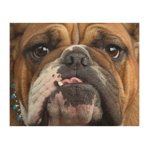English Bulldog Throw Pillow Wood Wall Art