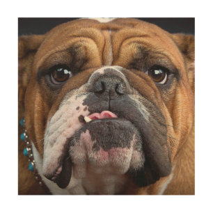 English Bulldog Throw Pillow Wood Wall Art