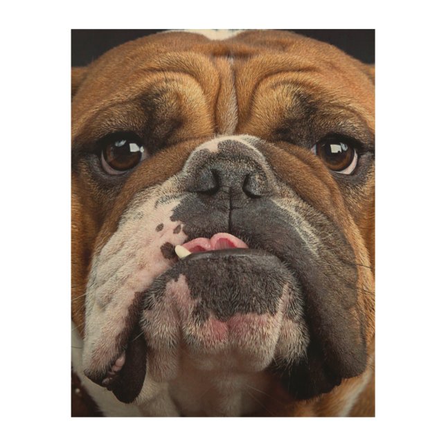 English Bulldog  Throw Pillow Wood Wall Art (Front)