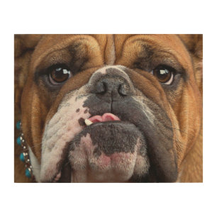 English Bulldog  Throw Pillow Wood Wall Art