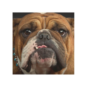 English Bulldog Throw Pillow Wood Wall Art