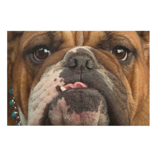 English Bulldog Throw Pillow Wood Wall Art
