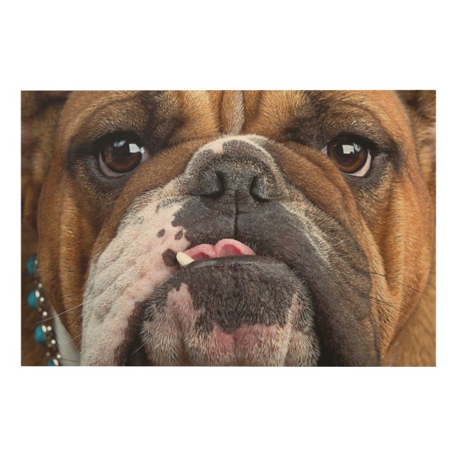 English Bulldog  Throw Pillow Wood Wall Art (Front)