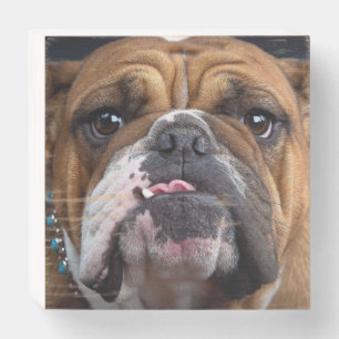 English Bulldog Throw Pillow Wooden Box Sign