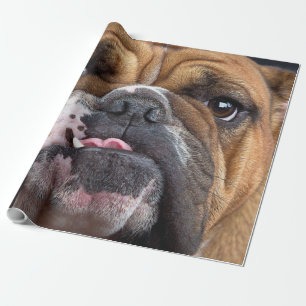 English Bulldog  Throw Pillow Wrapping Paper