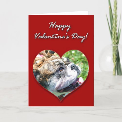 English bulldog Valentines Day Card